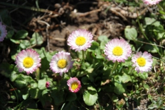 2020-04-23 Sochowa Zagroda - wiosna (29)