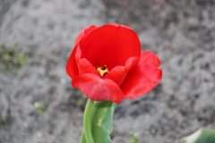 2020-04-23 Sochowa Zagroda - wiosna (3)