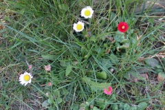 2020-04-23 Sochowa Zagroda - wiosna (30)