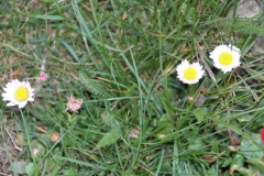 2020-04-23 Sochowa Zagroda - wiosna (31)