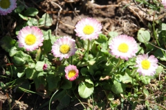 2020-04-23 Sochowa Zagroda - wiosna (32)