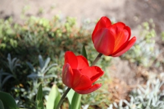 2020-04-23 Sochowa Zagroda - wiosna (4)