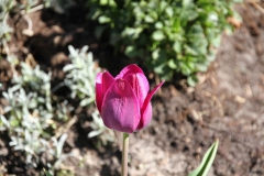 2020-04-23 Sochowa Zagroda - wiosna (5)