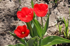 2020-04-23 Sochowa Zagroda - wiosna (6)