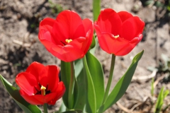 2020-04-23 Sochowa Zagroda - wiosna (7)