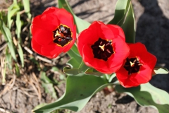 2020-04-23 Sochowa Zagroda - wiosna (8)