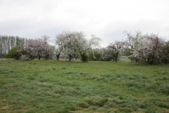 2020-05-03 Sochowa Zagroda (32)