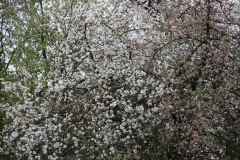 2020-05-03 Sochowa Zagroda (33)