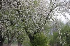 2020-05-03 Sochowa Zagroda (34)