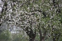 2020-05-03 Sochowa Zagroda (36)