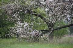 2020-05-03 Sochowa Zagroda (37)