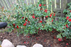 2020-05-03 Sochowa Zagroda (39)