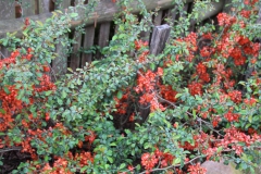 2020-05-03 Sochowa Zagroda (40)