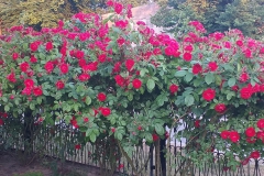 2021-06-13 Sochowa Zagroda - róże (10)