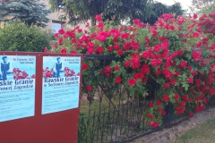 2021-06-13 Sochowa Zagroda - róże (11)