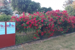 2021-06-13 Sochowa Zagroda - róże (12)