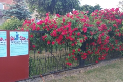 2021-06-13 Sochowa Zagroda - róże (13)