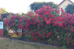 2021-06-13 Sochowa Zagroda - róże (14)