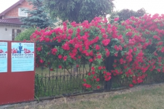 2021-06-13 Sochowa Zagroda - róże (15)