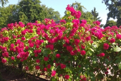 2021-06-13 Sochowa Zagroda - róże (16)