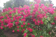 2021-06-13 Sochowa Zagroda - róże (18)