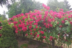 2021-06-13 Sochowa Zagroda - róże (19)