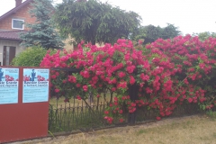 2021-06-13 Sochowa Zagroda - róże (20)