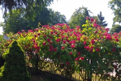 2021-06-13 Sochowa Zagroda - róże (5)