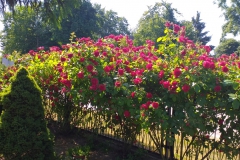 2021-06-13 Sochowa Zagroda - róże (6)