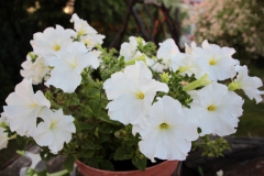 2021-06-13 Sochowa Zagroda - róże (7)