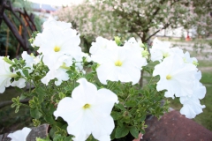 2021-06-13 Sochowa Zagroda - róże (8)