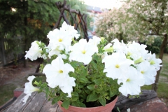 2021-06-13 Sochowa Zagroda - róże (9)