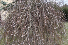 2022-02-19 Sochowa Zagroda - wiosna (6)