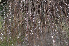 2022-02-19 Sochowa Zagroda - wiosna (8)