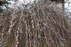2022-02-19 Sochowa Zagroda - wiosna (9)