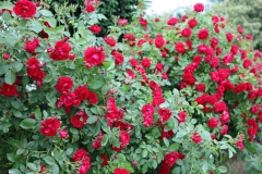 2023-07-11 Sochowa Zagroda - róże (10)