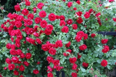 2023-07-11 Sochowa Zagroda - róże (12)