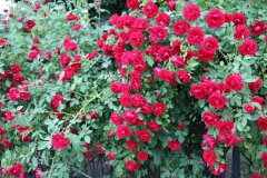 2023-07-11 Sochowa Zagroda - róże (13)