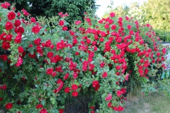 2023-07-11 Sochowa Zagroda - róże (18)