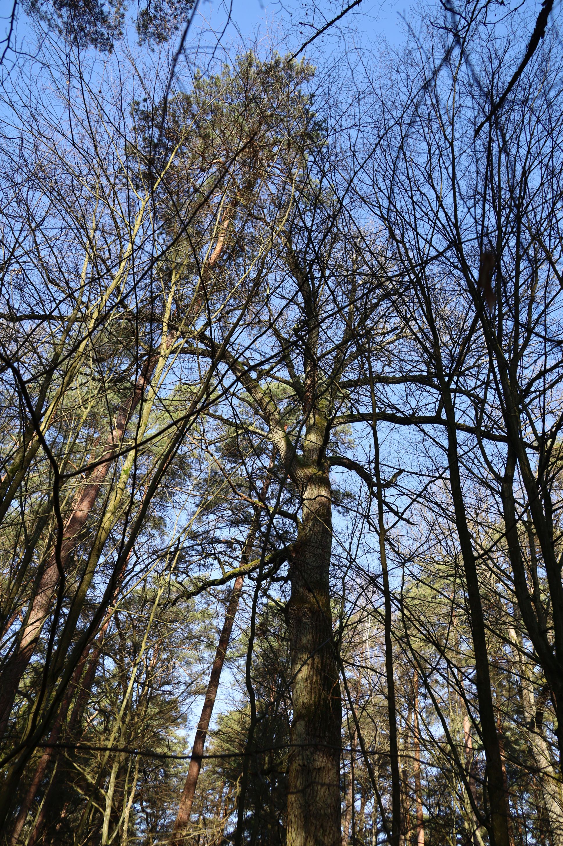 2024-02-2025 Liciążna (23)