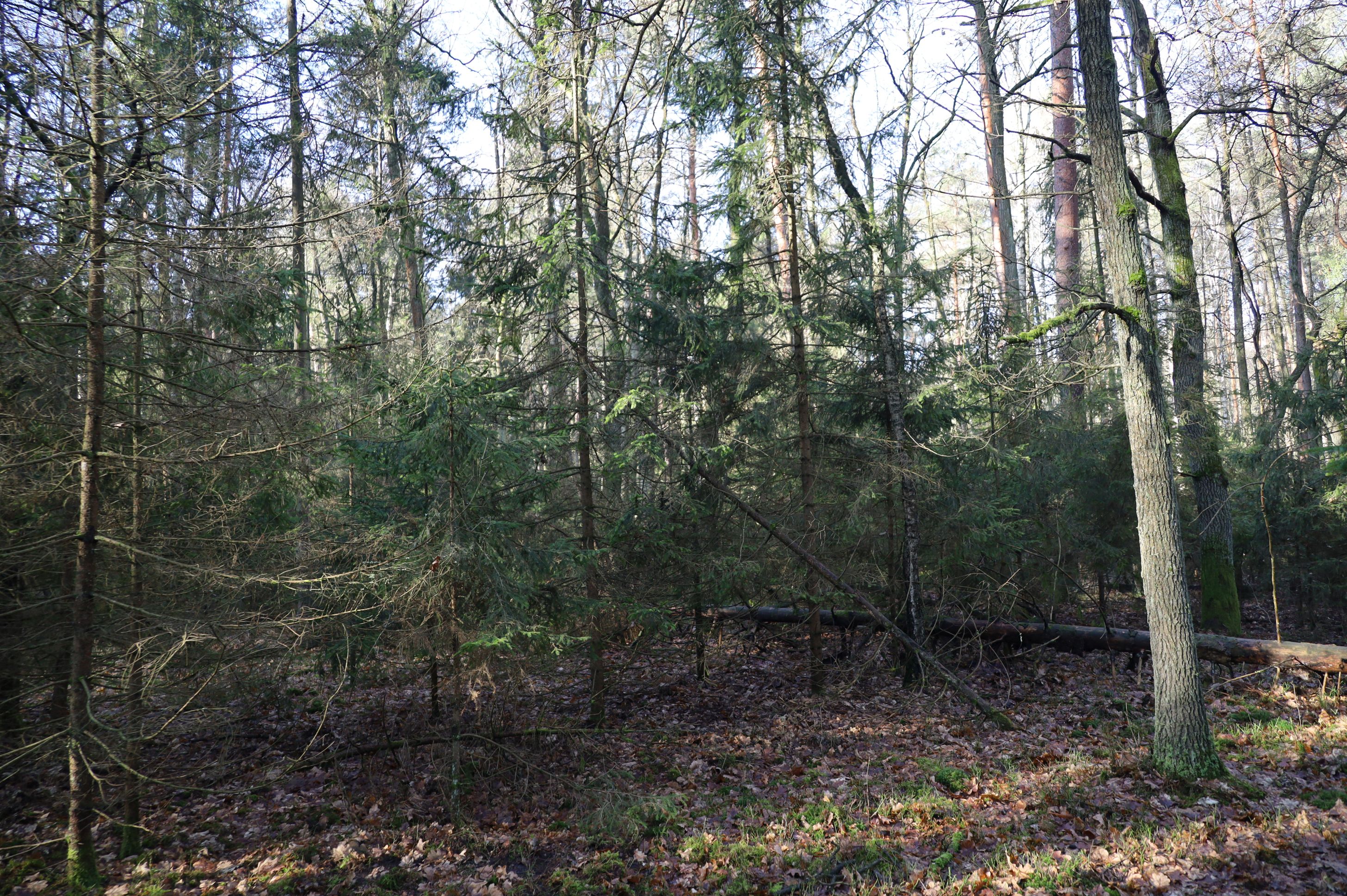 2024-02-2025 Liciążna (31)