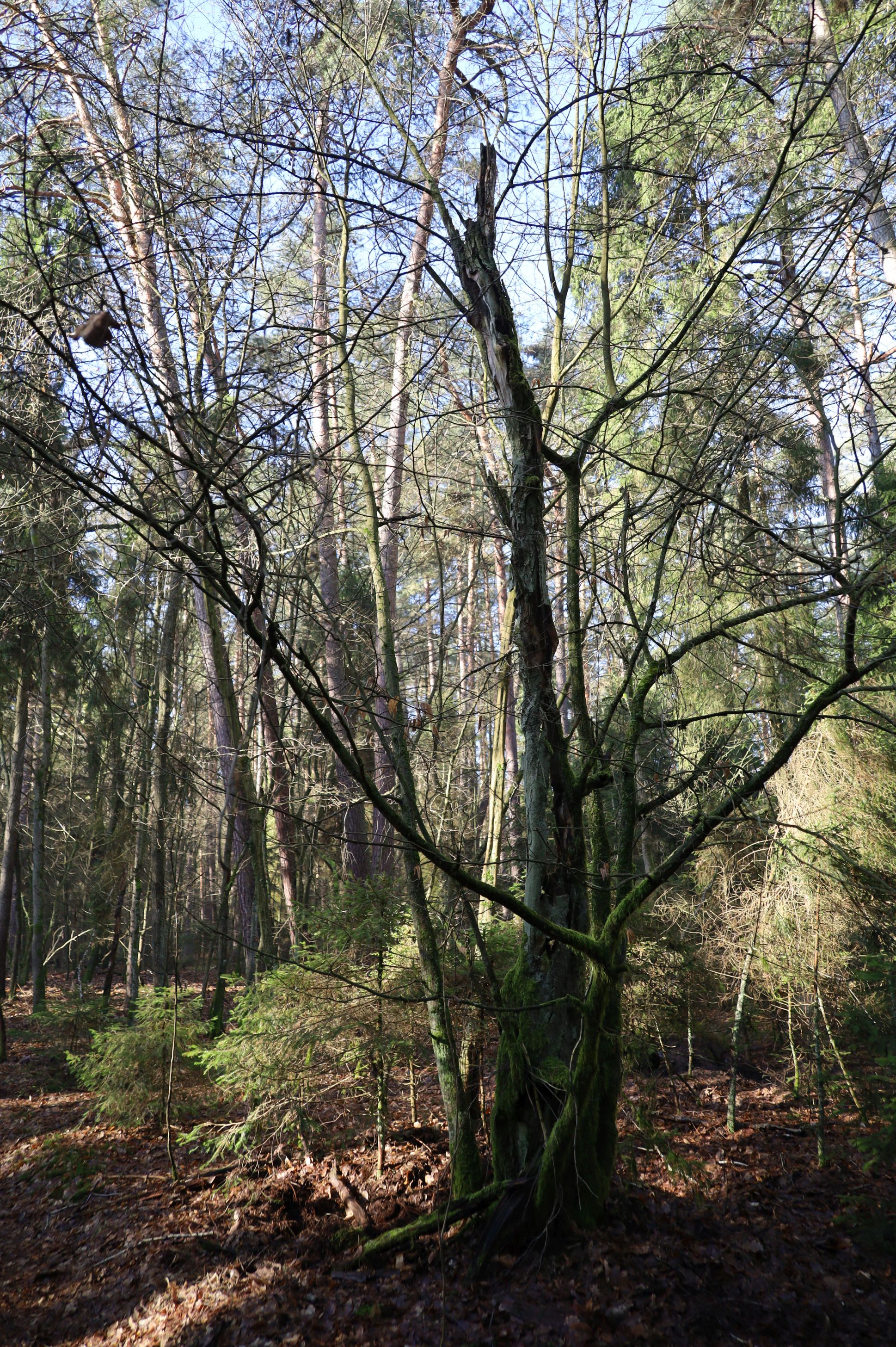 2024-02-2025 Liciążna (33)
