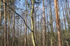 2024-02-2025 Liciążna (13)