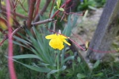 2024-03-29 Sochowa Zagroda (15)