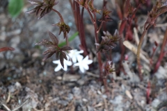 2024-03-29 Sochowa Zagroda (16)