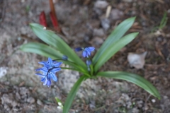 2024-03-29 Sochowa Zagroda (17)