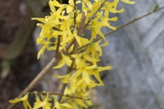 2024-03-29 Sochowa Zagroda (18)