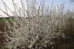 2024-03-30 Sochowa Zagroda (11)