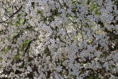 2024-03-30 Sochowa Zagroda (28)