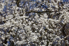2024-03-30 Sochowa Zagroda (3)